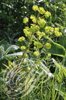 EUPHORBE des BOIS (Euphorbia amygdaloides)
