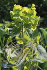 EUPHORBE des BOIS (Euphorbia amygdaloides) 