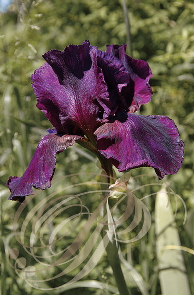IRIS BARBU pourpre (Iris germanica)