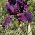 IRIS BARBU pourpre (Iris germanica)
