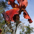 IRIS BARBU rouge (Iris germanica)