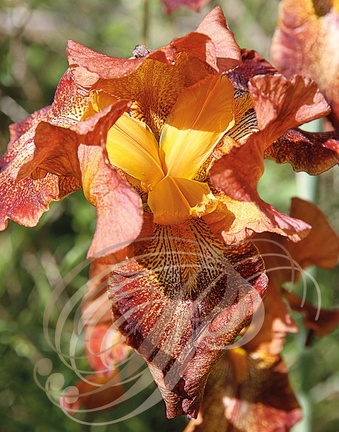 IRIS BARBU variegata (Iris germanica)