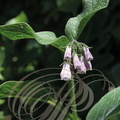 CONSOUDE DE RUSSIE (Symphytum X uplandicum) - floraison