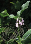 CONSOUDE DE RUSSIE (Symphytum X uplandicum) - floraison