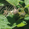 FRAMBOISIER (Rubus idaeus) - fruits en formation
