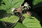 FRAMBOISIER (Rubus idaeus) - fin de la Floraison