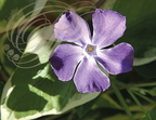 PERVENCHE panachée (Vinca major variegata) - fleur