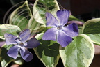 PERVENCHE panPERVENCHE panachée (Vinca major variegata) - fleurs