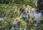FRÊNE COMMUN (Fraxinus excelsior)