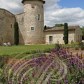 CAHUZAC-SUR-VÈRE - Château de Salettes  vu depuis le jardins d herbes du potager sauge officinale
