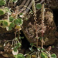 NOMBRIL DE VÉNUS ou OMBILIC DES ROCHERS (Umbilicus rupestris)