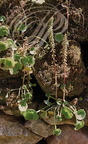 NOMBRIL DE VÉNUS ou OMBILIC DES ROCHERS (Umbilicus rupestris)
