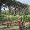 LISLE-SUR-TARN - Château de Saurs : vignes (cépage  Gamay) devant l'allée des pins parasols