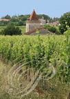 SAINT-MATRÉ - Château Vent d' Autan :  les vignes Gaillac AOC