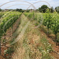 SAINT-MATRÉ - Château Vent d' Autan :  les vignes Gaillac AOC 