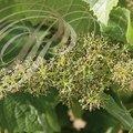 VIGNE (Vitis vinifera) - cépage FER SERVADOU (ou BRAUCOL) : la nouaison (formation des fruits après la fécondation)
