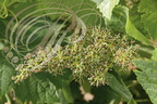 VIGNE (Vitis vinifera) - cépage FER SERVADOU (ou BRAUCOL) : la nouaison (formation des fruits après la fécondation)