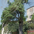 ALATERNE (sorte d'ARBOUSIER) - (Phyllyra alaterna media) - rapporté de Terre Sainte par un croisé et planté au pied du prieuré d'AMBIALET (Tarn)