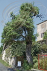 ALATERNE (sorte d'ARBOUSIER) - (Phyllyra alaterna media) - rapporté de Terre Sainte par un croisé et planté au pied du prieuré d'AMBIALET (Tarn)
