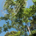 AILANTE ou VERNIS DU JAPON (Ailanthus altissima)