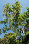 AILANTE ou VERNIS DU JAPON (Ailanthus altissima)