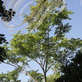 AILANTE ou VERNIS DU JAPON (Ailanthus altissima) 