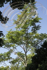 AILANTE ou VERNIS DU JAPON (Ailanthus altissima) 