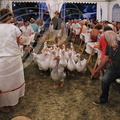 EAUZE - FESTIVAL GALOP ROMAIN 2015 - le banquet romain : visite des oies