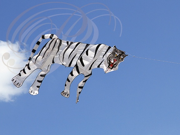EAUZE (France - 32)  - FESTIVAL GALOP ROMAIN - démonstration de cerfs volants chinois : le tigre