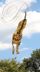 EAUZE (France - 32) - FESTIVAL GALOP ROMAIN - démonstration de cerfs volants chinois (le tigre)