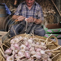 LAUTREC - Fête de l'ail rose : épluchage des têtes d'ail