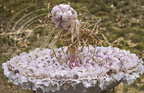 LAUTREC - fête de l'ail rose :  concours de compostions artistiques (le lauréat de l'année 2015 : la fontaine à ail - détail de la coupe)