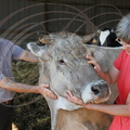 BARINQUE - Ferme de Clarmontine : René et Sophie Millet et une de leur vache "Brune des Alpes" nommée "Velours"