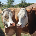 VACHES laitières : race SIMMENTAL et race MONTBÉLIARDE (Ferme de Clarmontine à Barinque - 64) 