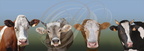 Ferme de Clarmontine à Barinque (64) : les quatre races de vaches laitières élevées sur le domaine : Montbéliarde, Brune des Alpes, Simmental et Prim-Holstein