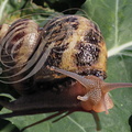 ESCARGOT GROS GRIS (Helix aspersa maxima) détail de la tête