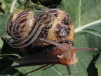 ESCARGOT GROS GRIS (Helix aspersa maxima) détail de la tête