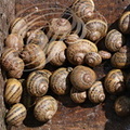 ESCARGOTS GROS GRIS (Helix aspersa maxima) - héliciculture : "Les escargots de Cyril" à Gourdon (Lot)  