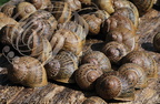 ESCARGOTS GROS GRIS (Helix aspersa maxima) - héliciculture : "Les escargots de Cyril" à Gourdon (Lot) 