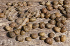 ESCARGOTS GROS GRIS (Helix aspersa maxima) - héliciculture : "Les escargots de Cyril" à Gourdon (Lot) 