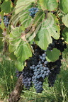 VIGNE (Vitis vinifera) cépage COT (ou MALBEC)