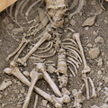 LA CHAPELLE-AUX-SAINTS - musée de l'homme de Néandertal au lieu-dit "Sourdoire" : squelette de l'homme de Néandertal daté de 50 000 ans (reconstitution du squelette tel qu'il fut découvert par les frères Bouyssonie en 1908 sur le site de la grotte "Bouffi