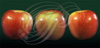 POMMIER (Malus pumila) - pomme variété BREABURN (originaire de Nouvelle-Zélande)