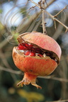 GRENADIER (Punica granatum) -  grenade (fruit mûr)