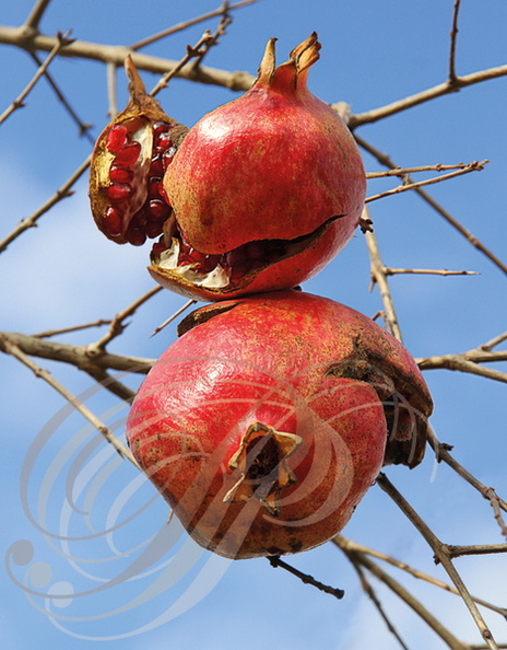 GRENADIER (Punica granatum) -  grenades (fruits)