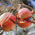 GRENADIER (Punica granatum) -  grenades (fruits mûrs)
