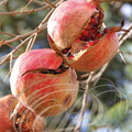 GRENADIER (Punica granatum) -  grenades (fruits mûrs) 