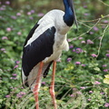 JABIRU ASIATIQUE (Ephippiorhynchus asiaticus) -  Inde
