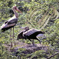 TANTALE INDIEN (Ibis leucocephalus) - adulte et jeune sur le nid
