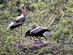 TANTALE INDIEN (Ibis leucocephalus) - adulte et jeune sur le nid